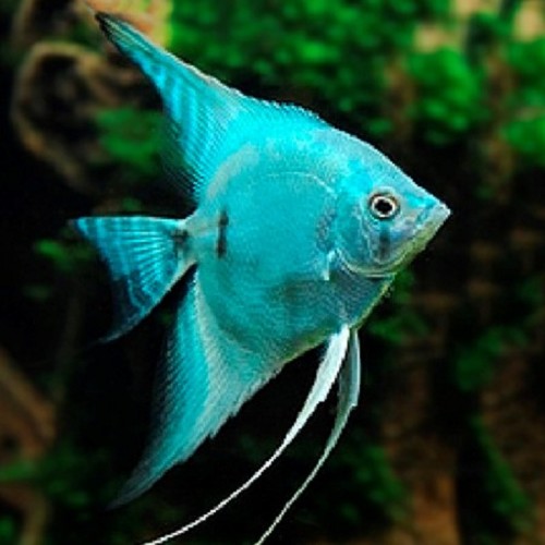 Pt.scalare   Maanvis Blue Avatar